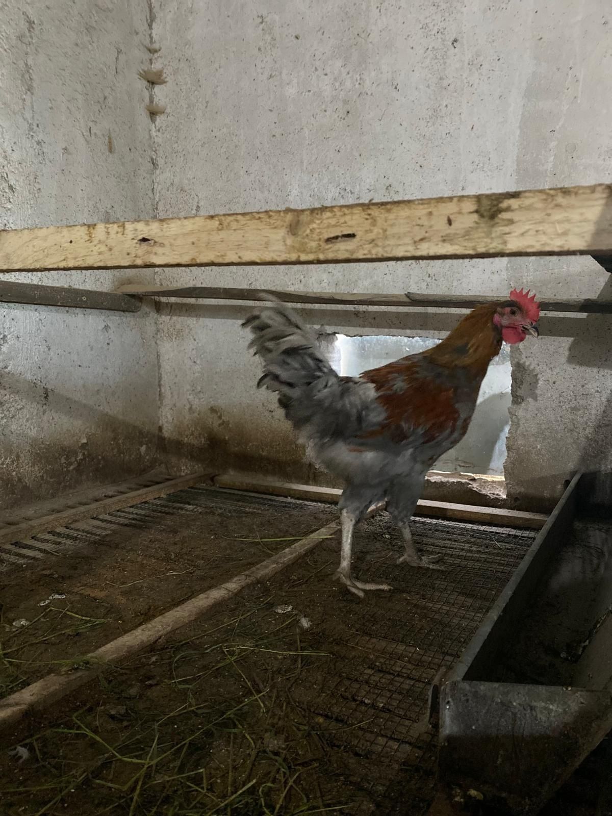 Vând cocoși de rasă!