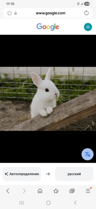 Қоян сатылады 4 улкен 7 кіштентай