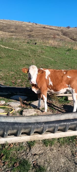 Vând vițauă bălțată