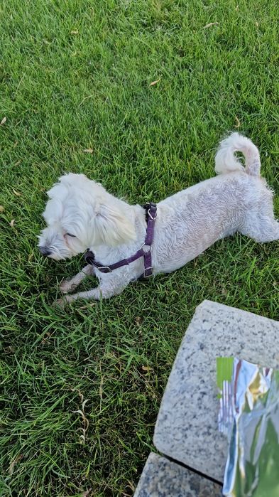 Gratis bishon maltez