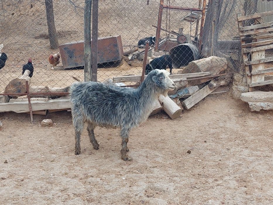 Семіз жем жеп тұрған бойдақ ешкілер сатылады