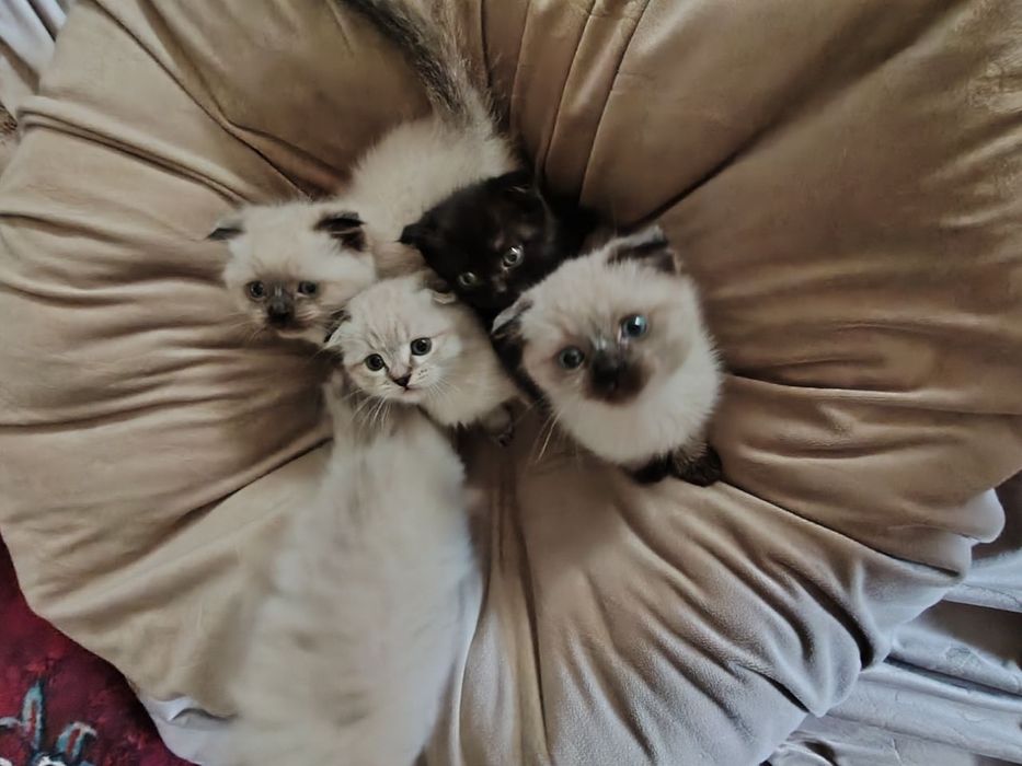 Продаются котята