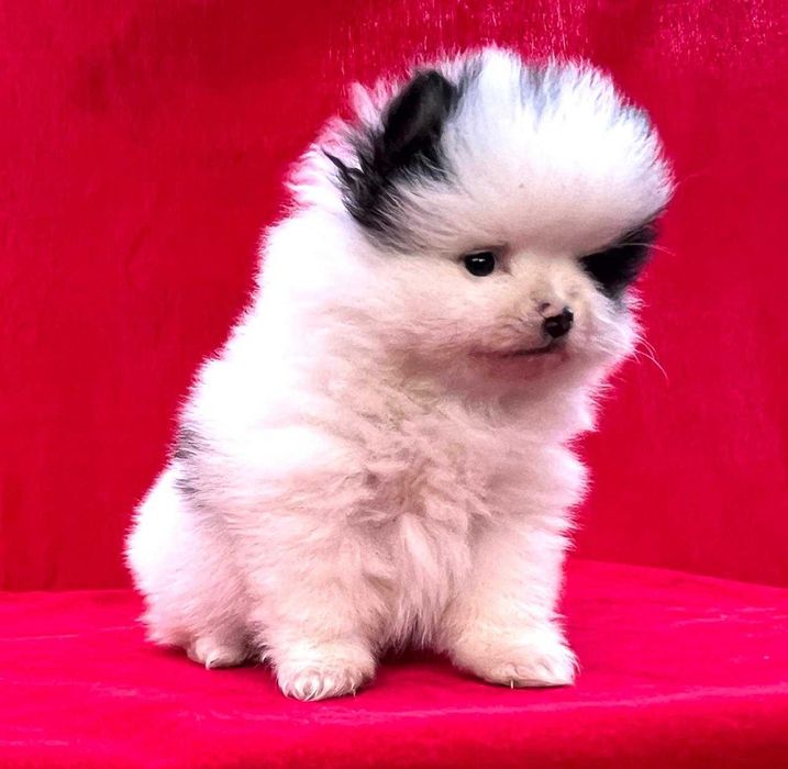 Щенки Немецкого шпица миниатюрного  , с документами , 1,5 месяца.