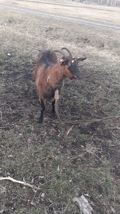 Vând capră tânără alpin franceză pentru tăiat 650 lei