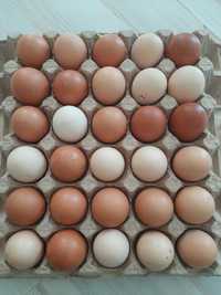 Яйца домашние  670