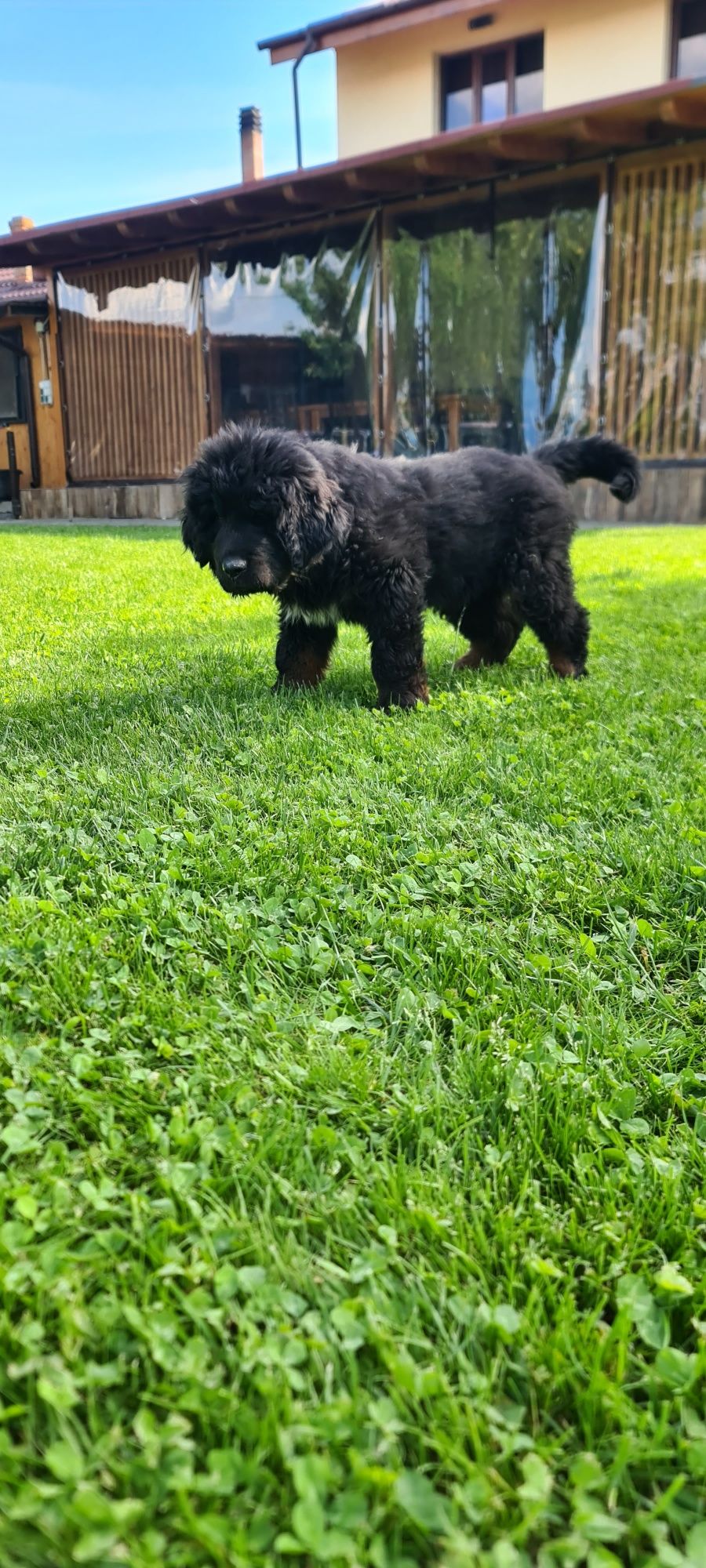 Mastiff Tibetan, mascul