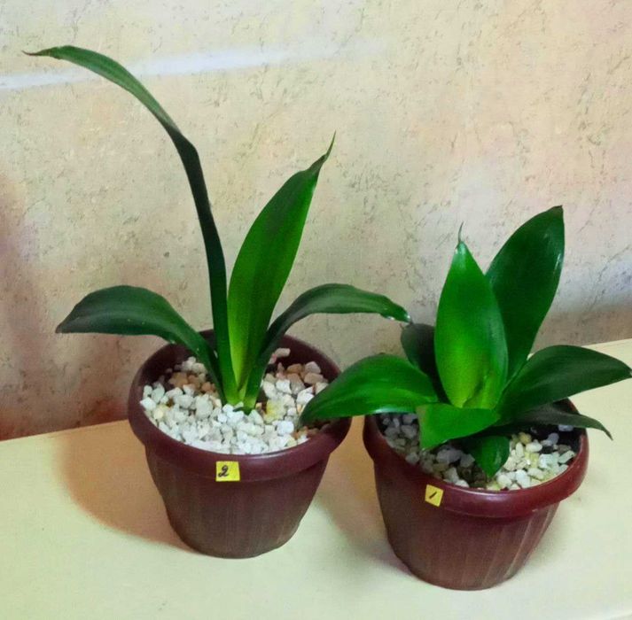 Продам.  Сансевиерия - чемпион по производству кислорода.