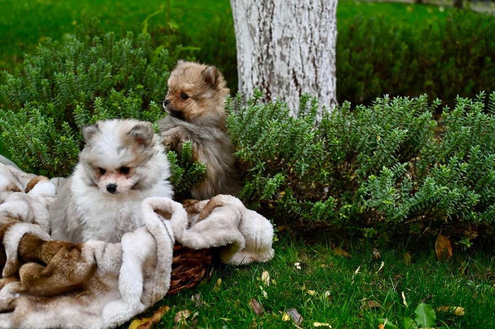 Померан Померани момчета