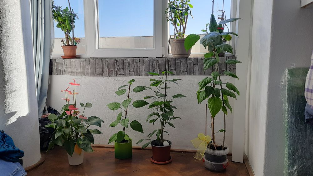 Trandafir japonez, arbore planta  cauciuc la ghiveci