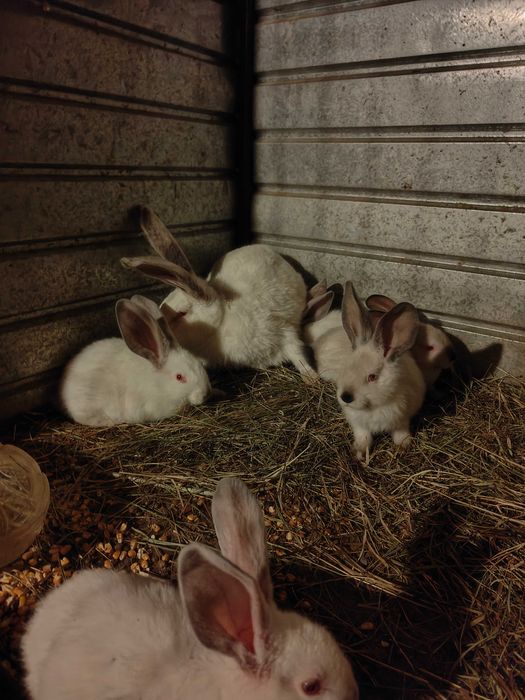 Pui uriaș de Transilvania