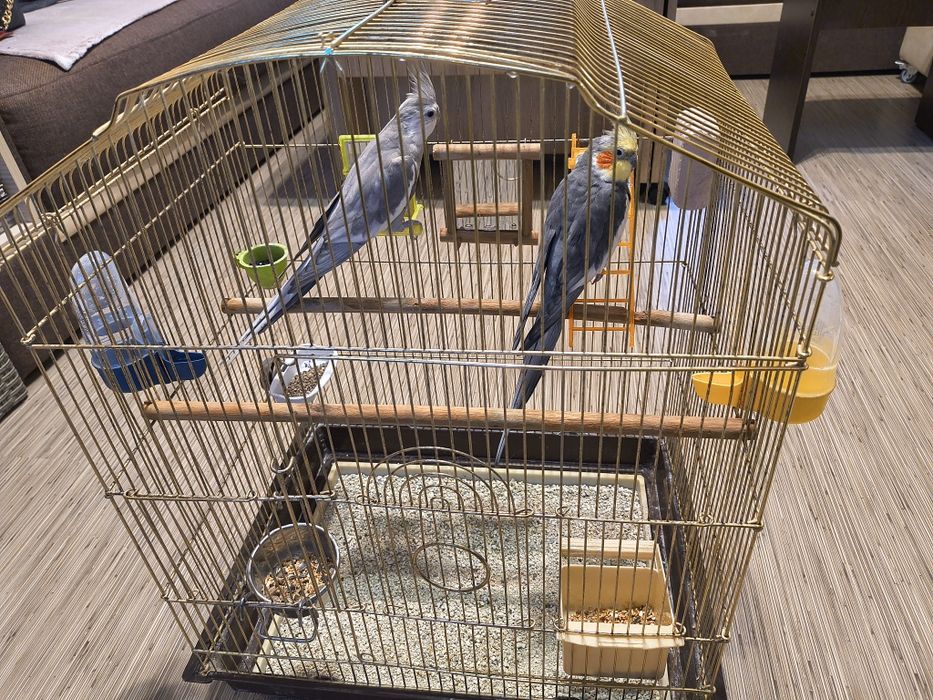 Doua nimfe cu colivie mare