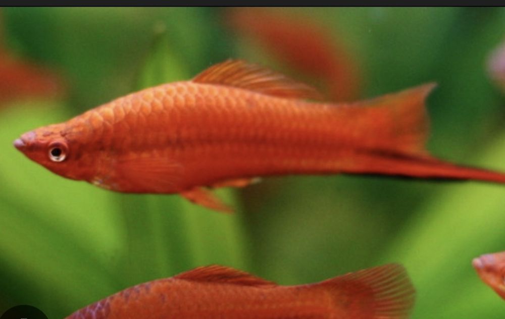Аквариумные рыбки и живой корм