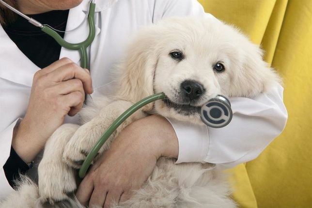 Veterinär Ветеринар