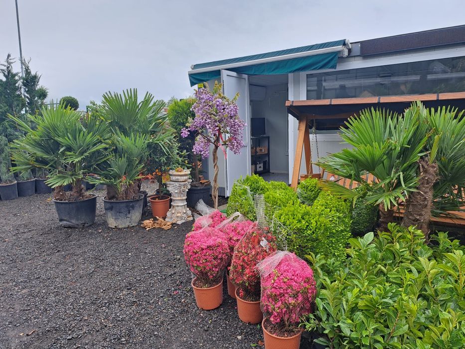 Spiral Tuia PonPon Magnolia Grandiflora Palmier Trachycarpus mesteacan