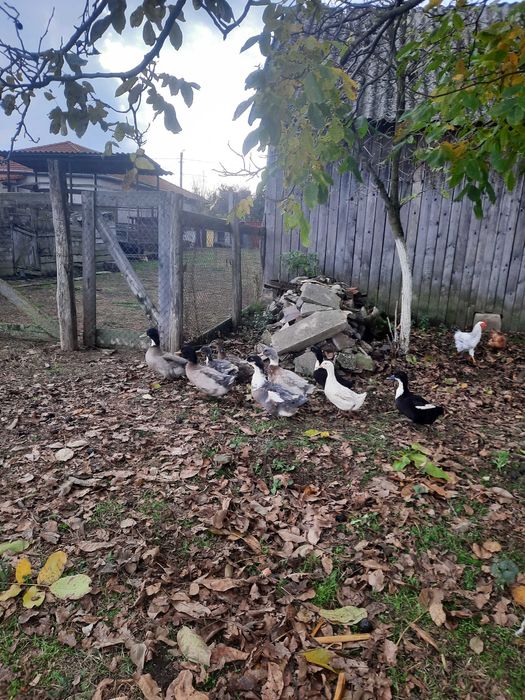 Vand sau schimb rate polare