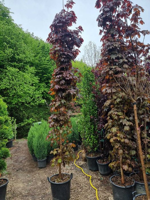 Vand Prunus rosu pisardi angro