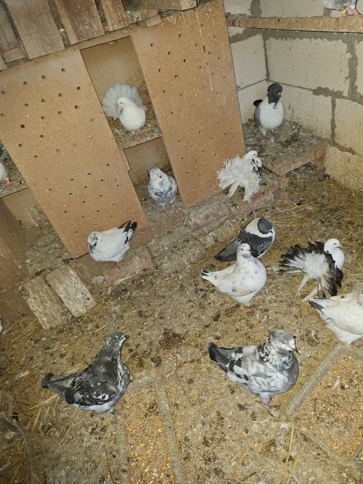 Vand porumbei strasseri.kingi voltati