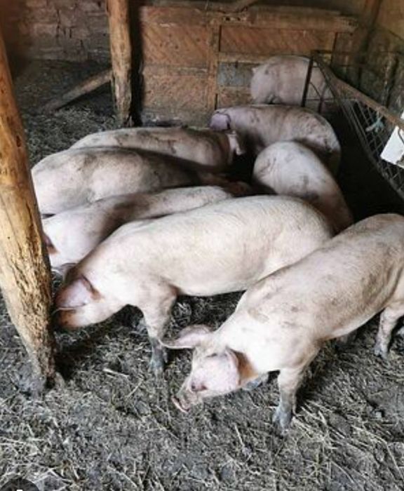 Угоени прасета за клане