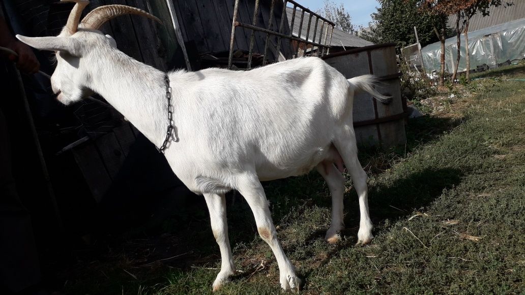 Vand capra cu lapte