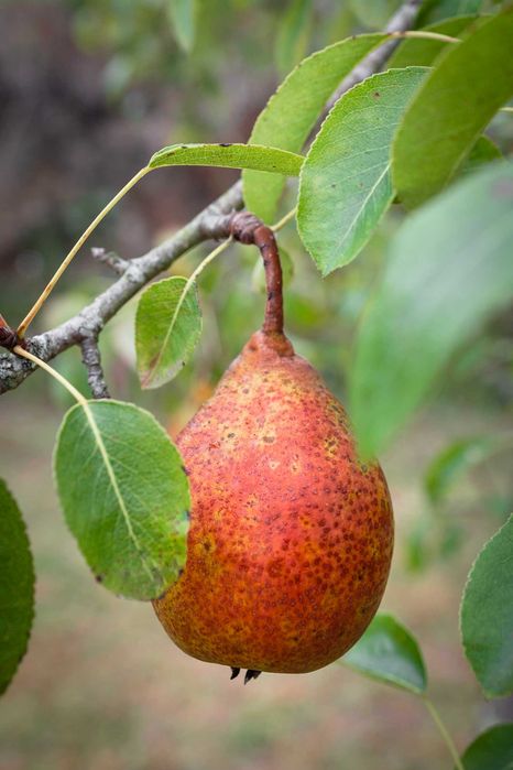 Vindem pomi fructiferi | plantam si livram in toata tara cu Fan Curier