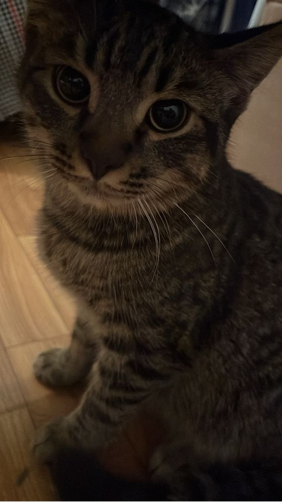 Отдаем котенка 5 месяцев