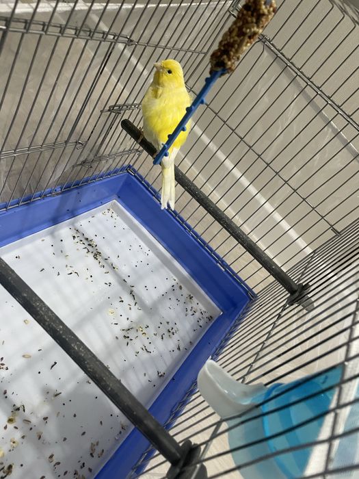Канарейка с клеткой продам в хорошие руки пишите звоните