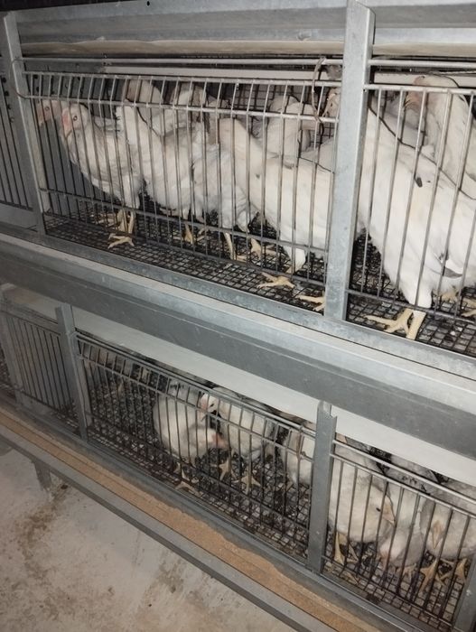 Vaksinalar boʻlgan sogʻlom