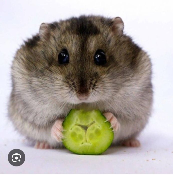 Хомяки 8 шт бесплатно