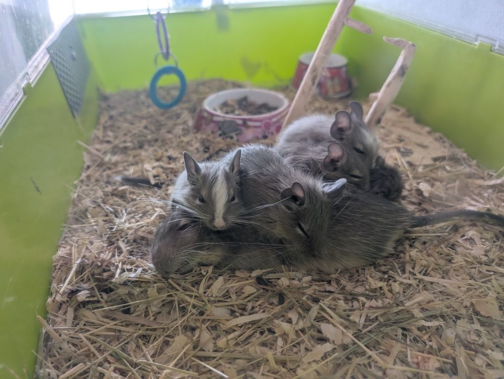 Vând pui de veverițe degu
