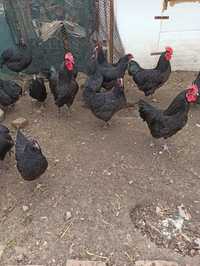 Яйца от черен Австралорп и Катунски кокошки