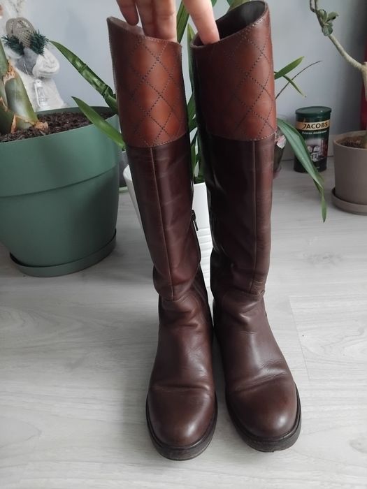 Cisme maro de la musette