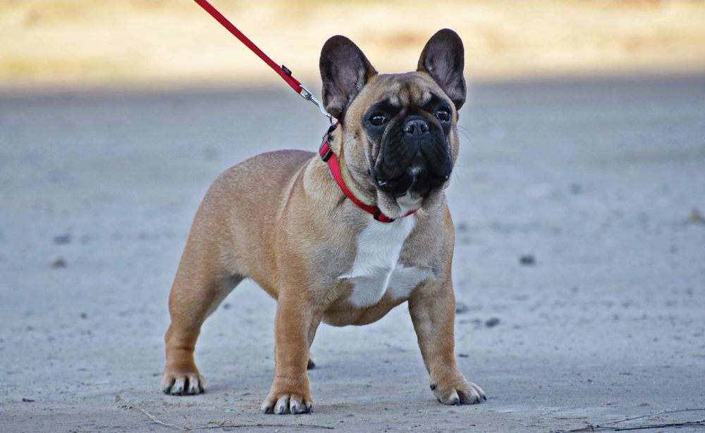 Bulldog francez femelă