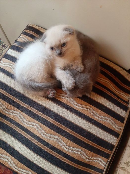 шотландская вислоухая котята (скоттиш-фолд)