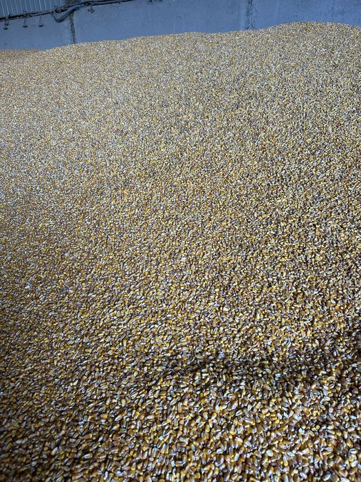 Porumb boabe recolta 2025