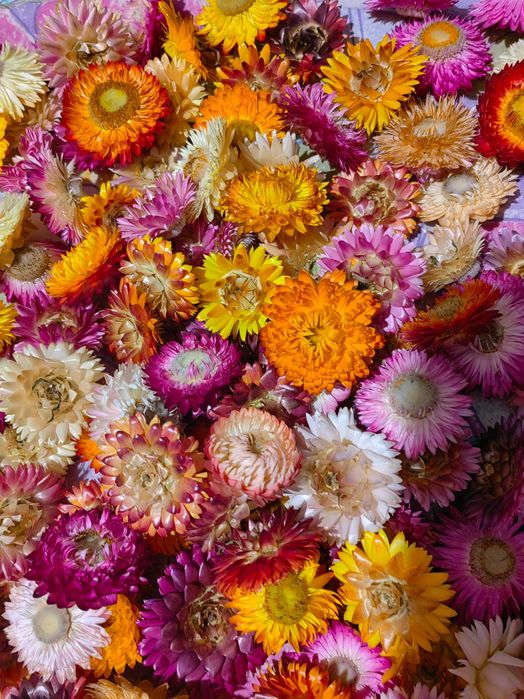 Imortele flori nemuritoare