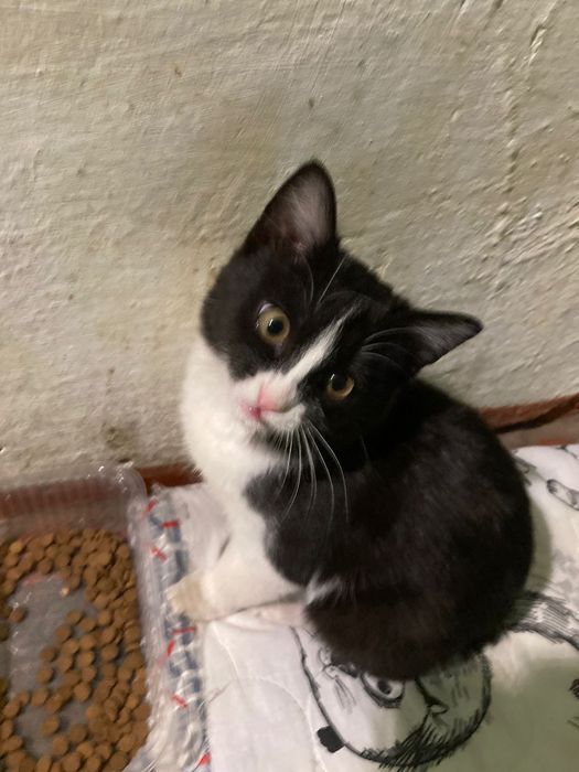 Котенок в добрые руки!