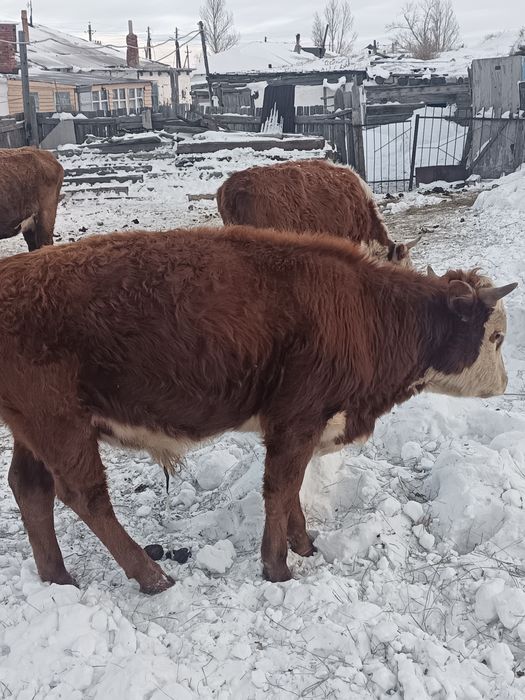 Продам бычка продам