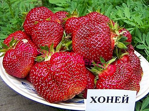 елитен расад эа ягуди