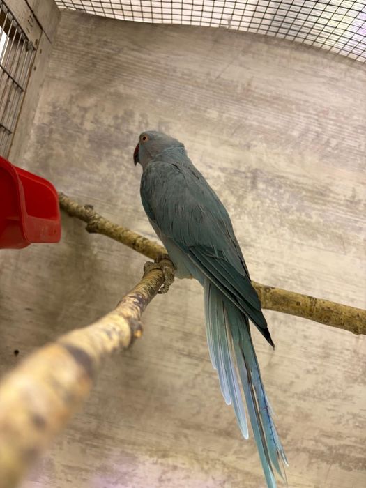 Vand papagal Micul Alexandru