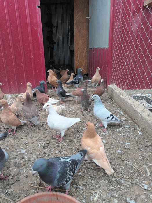 Porumbei voiajori de frumusețe