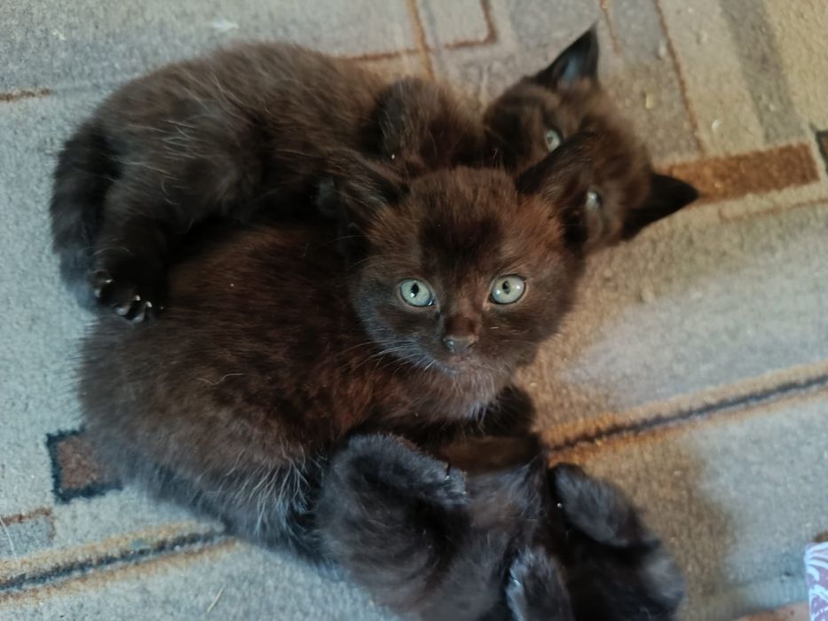Котята в добрые руки!