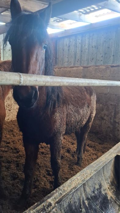 Ат-жылкы сатылады