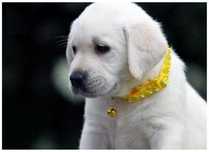 Labrador Retriever de vanzare ideal pentru copii/transport
