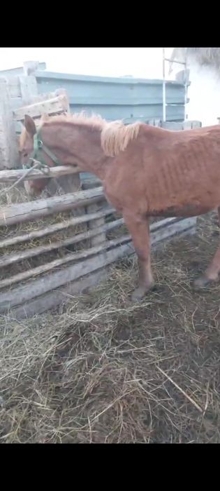 Продам жабағы ұрғашы!