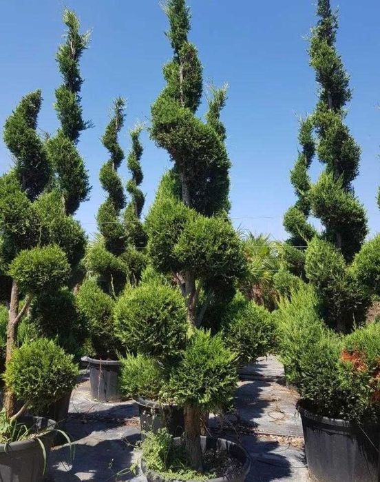 Plante ornamentale de diferite varietății