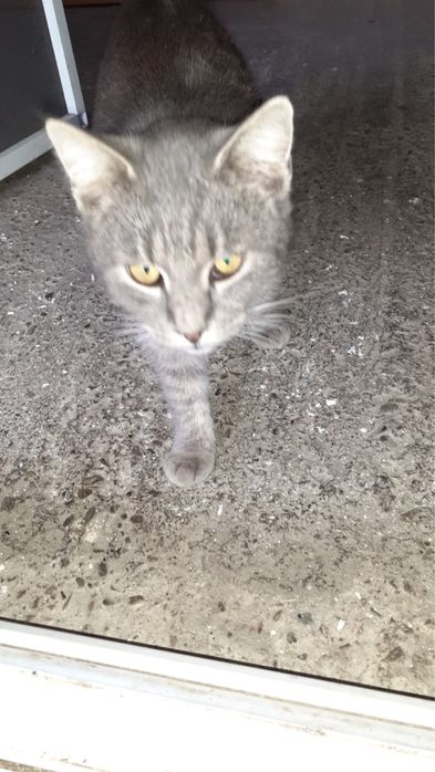Pisica pentru adoptie