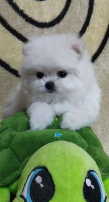 Щенок Померанского Шпица девочка