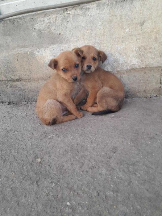 adopta un catel jucaus