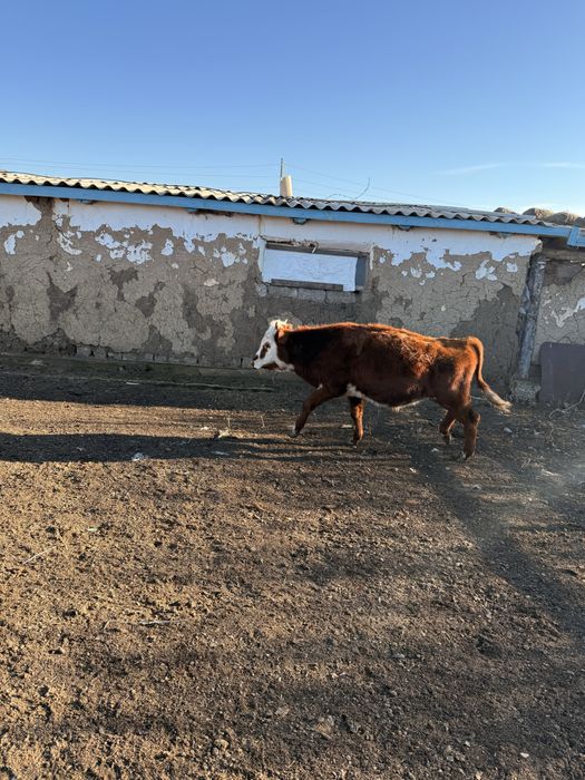 Сатылады бұқа қалаға жақын ауылда