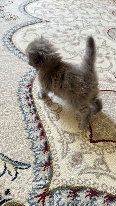 Британские котята